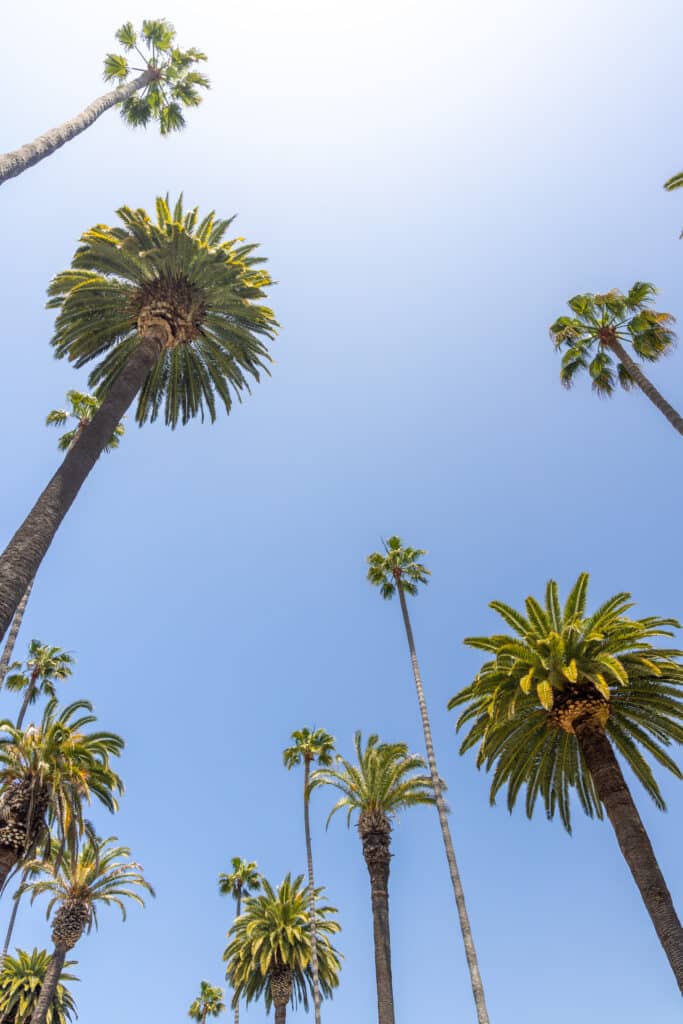 A perfect summer day in California, Beverly Hills, relaxing under the shade of tall palms and enjoying the warmth of the sun